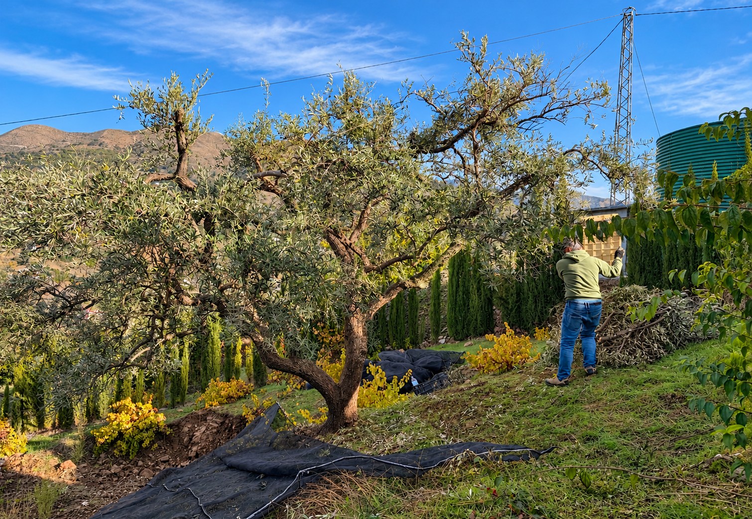 Olive trees in the Tierra Fina grove