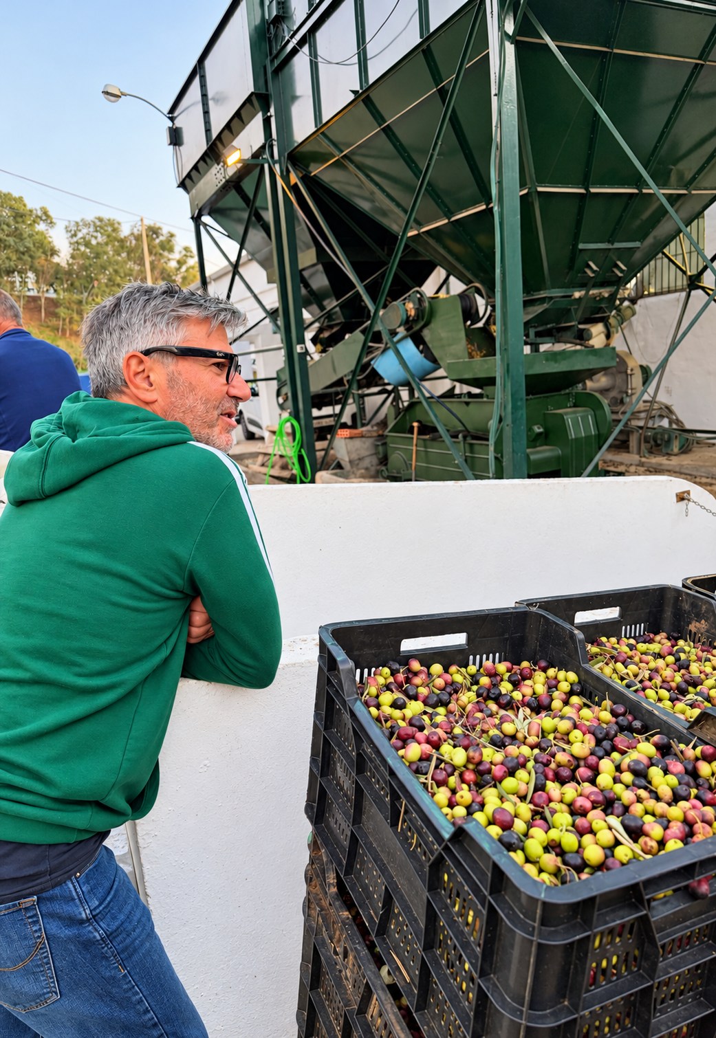 Our olives arriving at the mill in Torrox