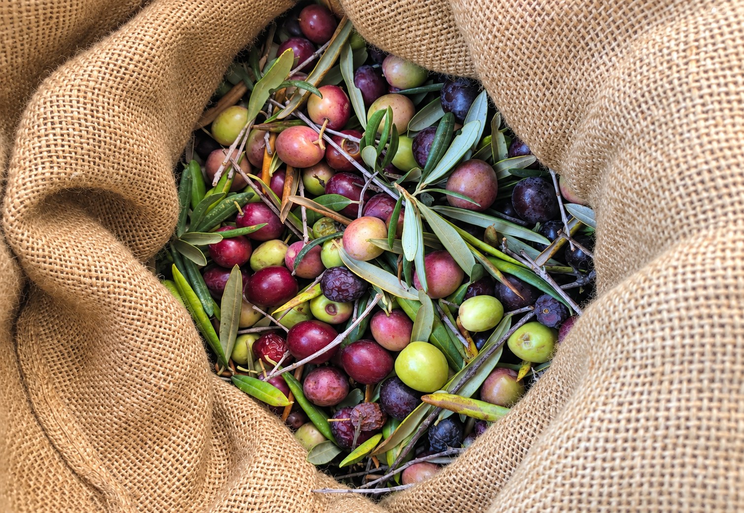 Freshly gathered olives
