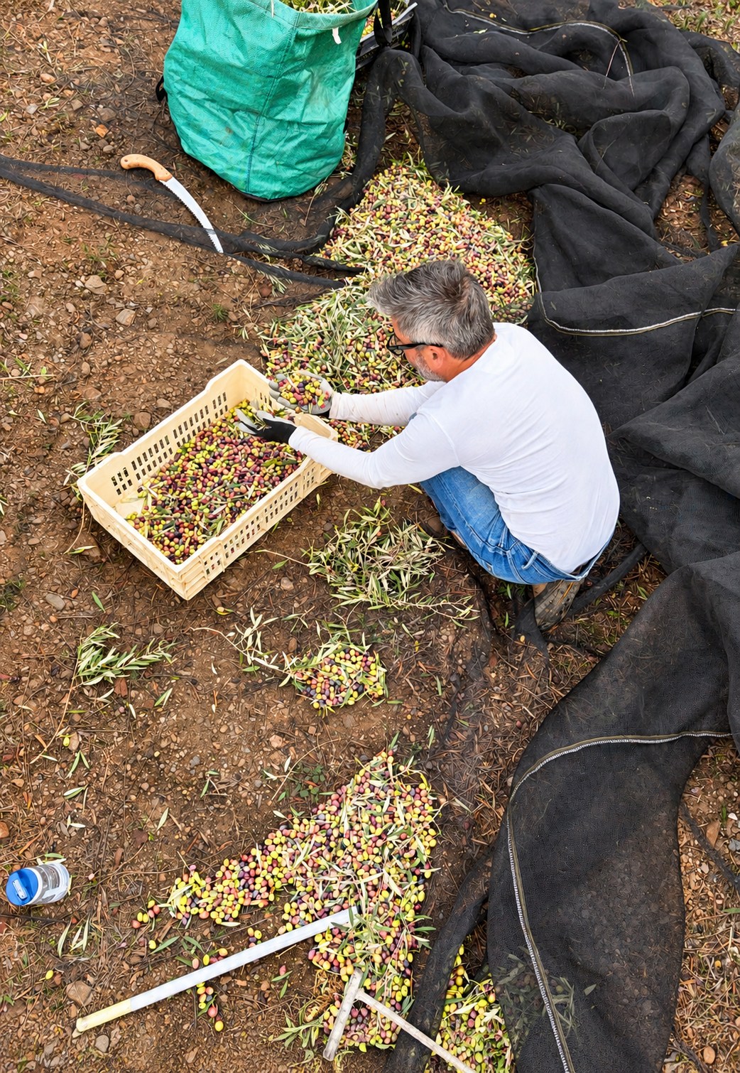 Sorting the harvested olives